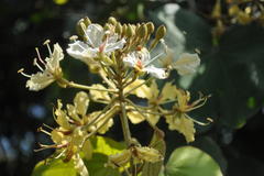 Bauhinia vahlii